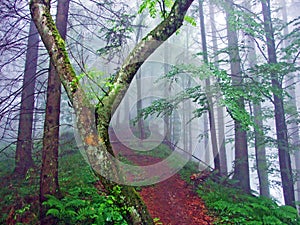 Trails for walking and hiking in the UrnÃÂ¤sch Urnaesch or Urnasch river valley, UrnÃÂ¤sch - Canton of Appenzell Ausserrhoden photo