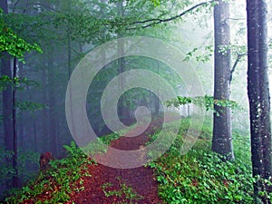 Trails for walking and hiking in the UrnÃÂ¤sch Urnaesch or Urnasch river valley, UrnÃÂ¤sch - Canton of Appenzell Ausserrhoden photo