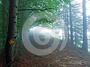 Trails for walking and hiking in the UrnÃ¤sch Urnaesch or Urnasch river valley, UrnÃ¤sch - Canton of Appenzell Ausserrhoden