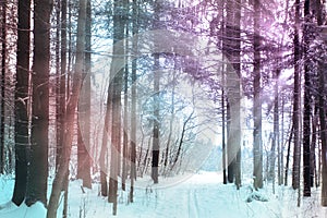 Trails in the winter woods