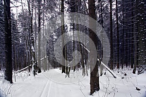 Trails in the winter woods