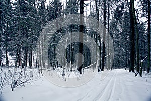 Trails in the winter woods