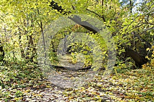 Trailway in the forest,Siberia