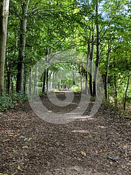 Trailway in the woods