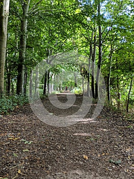 Trailway in the woods photo