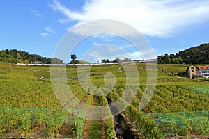 Train along vineyard