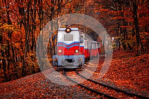 Train coming in the autumn forest
