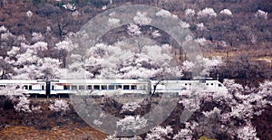 A train crossing the Peach Blossom Sea in the mountains.