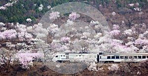 A train crossing the Peach Blossom Sea in the mountains..