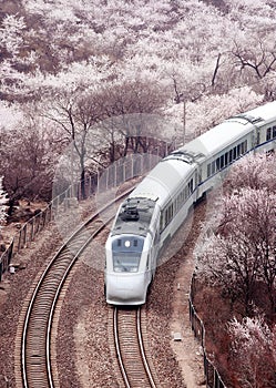 A train crossing the Peach Blossom Sea in the mountains. .