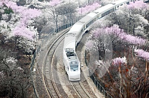 A train crossing the Peach Blossom Sea in the mountains..