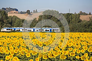 Train headed for Florence, passes by a beautiful sunflower field in Tuscany, Italy