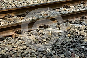 Train Railroad tracks closeup.The length of the railway track.Railroad.Train