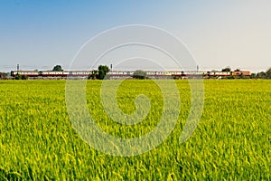 Train and the rice field