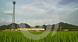 A Train running through the rice field