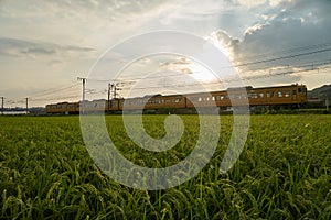 A Train running through the rice field