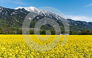 Train speeding through country landscape with snowcapped mountains and rapeseed canola fields