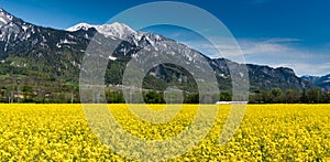 Train speeding through country landscape with snowcapped mountains and rapeseed canola fields