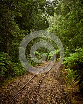Train Track through Cool Temperate Rainforest