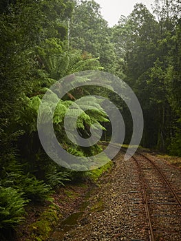 Train track heading from tunnel of dark vegetation into the light and open