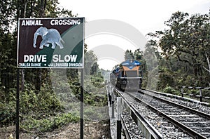 A train track within the forest.