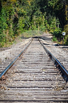 Train Tracks disappearing into the distance woods