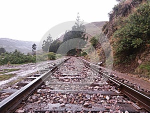 Train tracks nearby trees and bushes photo