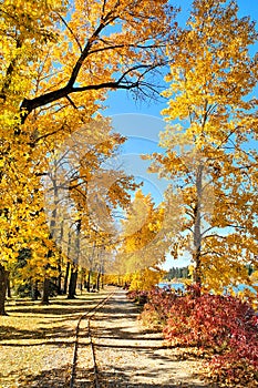 Train tracks through vibrant yellow autumn foliage