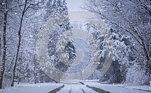Train tracks in winter forest