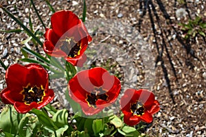Train Tracks in Winter