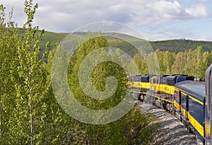 Train traveling through forest