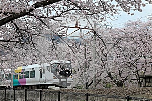 A train traveling under amazing cherry blossom trees  Sakura Namiki  at JR Katsunuma Station in Yamanashi, Japan