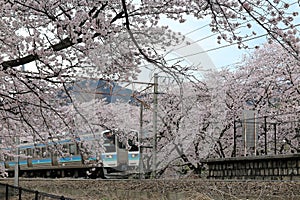 A train traveling under amazing cherry blossom trees  Sakura Namiki  at JR Katsunuma Station in Yamanashi, Japan