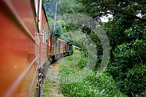 the Train travels through dense forest