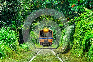 Train through a tunnel of trees in Bangkok, Thailand