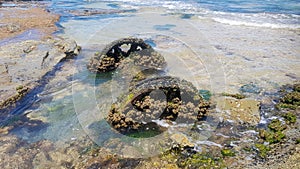 Train Wheels Covered in Barnacles and Shells at Dudley Beach New South Wales Australia