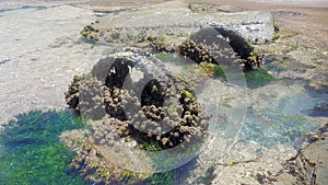 Train Wheels Covered in Barnacles and Shells at Dudley Beach New South Wales Australia