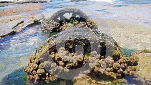 Train Wheels Covered in Barnacles and Shells at Dudley Beach New South Wales Australia