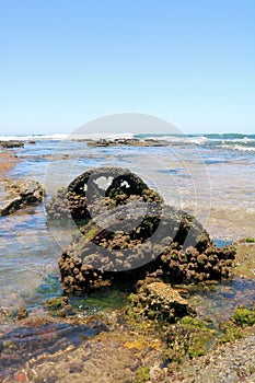 Train Wheels Covered in Barnacles and Shells at Dudley Beach New South Wales Australia