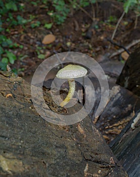 A Train Wrecker mushroom growing from a cut log.