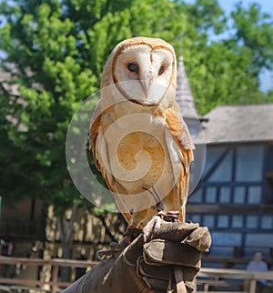 Trained Barn Owl in captivity perching on gloved hand of trainer