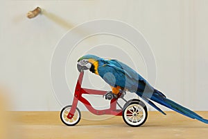 Trained Blue and yellow macaw on a bike.