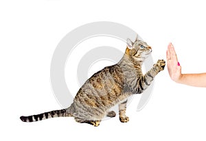 Trained cat high five