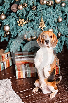 Trained dog sits obediently near New Year tree with gifts