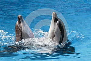 Trained dolphins in dolphinariums. show with dolphins