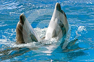 Trained dolphins in dolphinariums. show with dolphins. Odessa. Ukraine