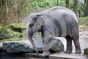 A trained elephant goes after a hard day in the jungle. Working Indian elephant goes to the watering hole in the village .