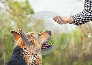 trained German Shepherd performs the exercise.