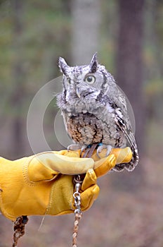 Eastern Screech Owl