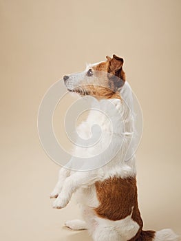 Trained Jack Russell Terrier dog performing a beg against a soft beige canvas